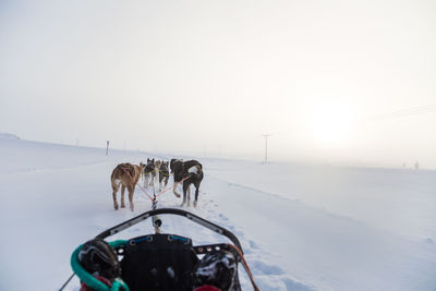 A beautiful husky dog team pulling a sled in beautiful norway morning scenery. 