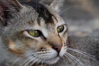 Close-up portrait of a cat