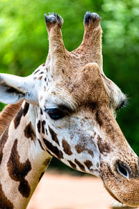 Close-up of giraffe