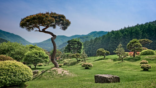 Trees growing on garden at gyeonggi province