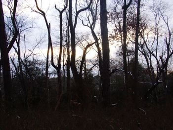 Bare trees in forest