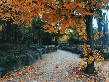 Sunlight falling on footpath during autumn