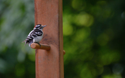 Close-up of bird perching on wood