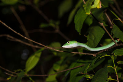 Close-up of lizard on branch