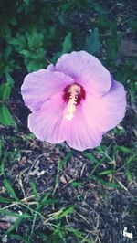 Close-up of pink flower