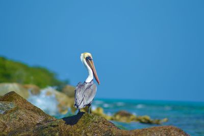 Pelican on cliff against clear blue sky