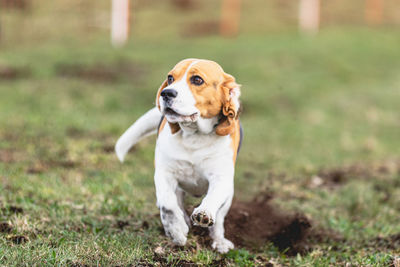 Portrait of dog running on field