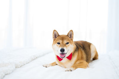 Pet lover concept. japanese dog on the bed in bedroom. shiba inu dogs that lying in the bedroom. 