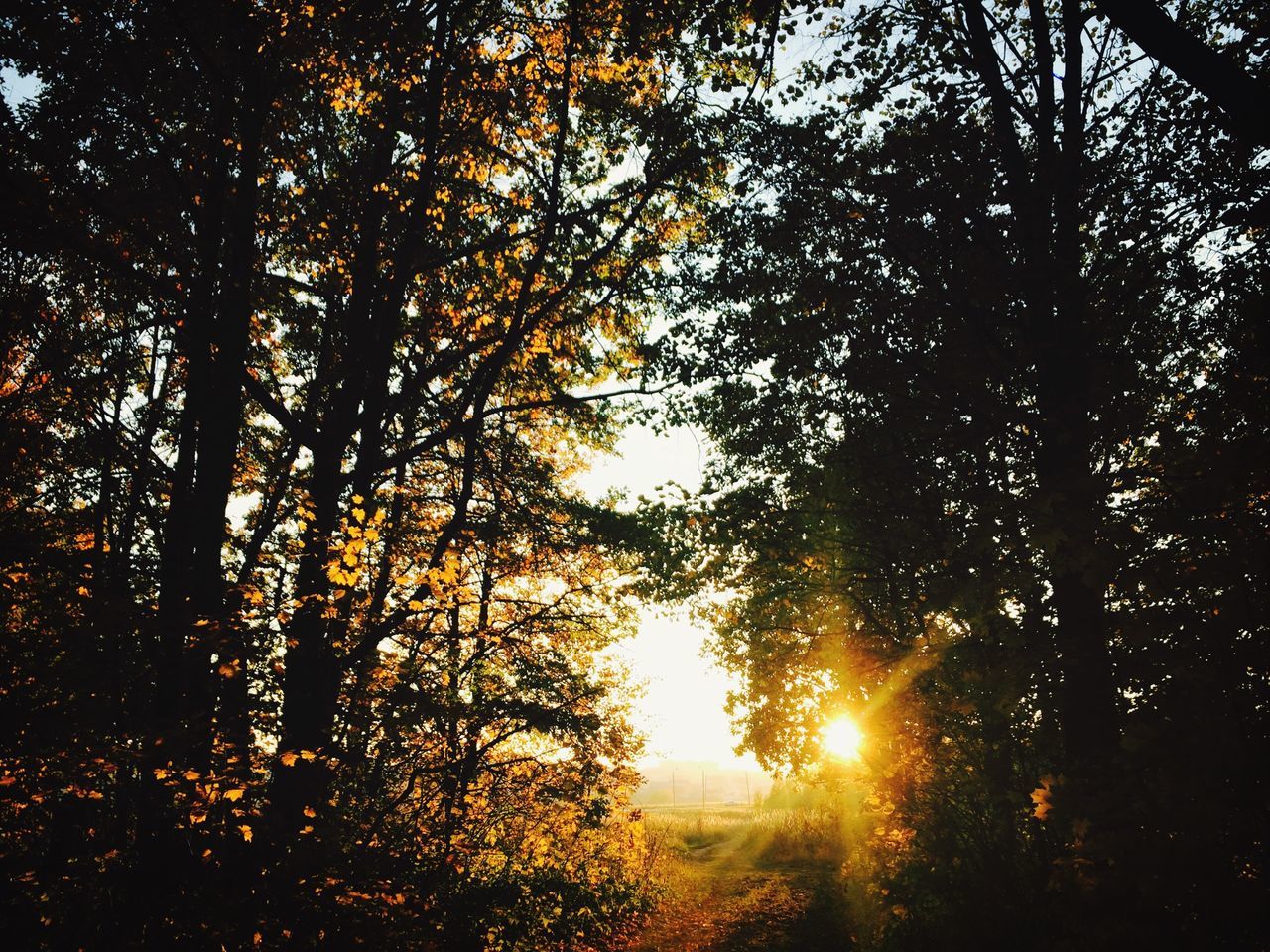 tree, sun, tranquility, tranquil scene, beauty in nature, sunset, scenics, sunlight, growth, nature, sunbeam, forest, branch, silhouette, lens flare, back lit, idyllic, non-urban scene, orange color, outdoors