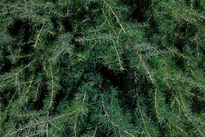 Full frame shot of pine trees