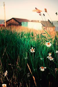 Close-up of flowering plants on field