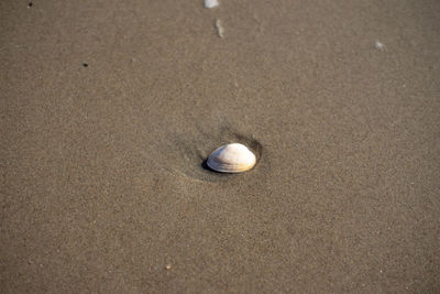 High angle view of shells on beach