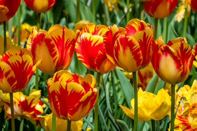 Close-up of red tulips