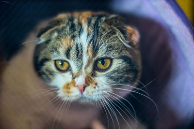 Close-up portrait of a cat