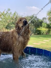 Dog in water