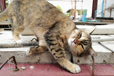 Close-up of cat lying down outdoors