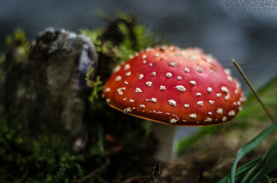 Close-up of fly agaric mushroom