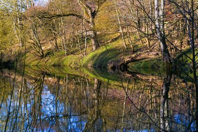 Scenic view of river in forest