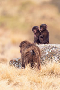 Monkey sitting on a land