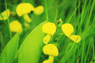 Close-up of plant