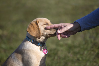 Young golden retriever puppy playing outdoors