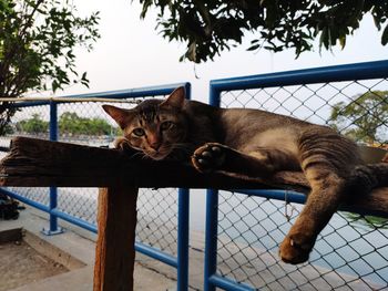 Portrait of cat lying on fence