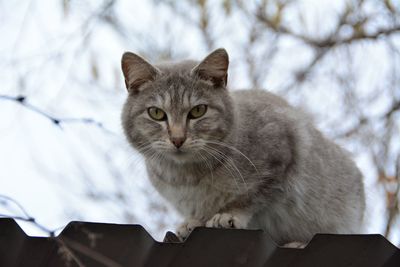 Close-up portrait of cat