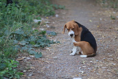 Dog sitting on a field