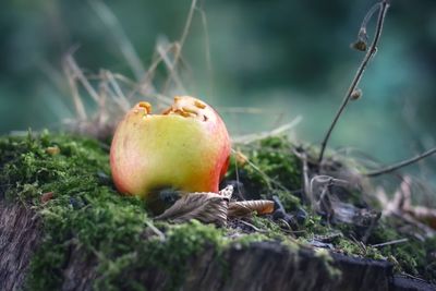 Close-up of fruits on field