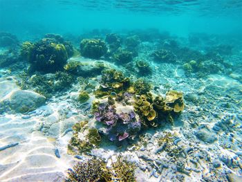 Aerial view of coral swimming in sea