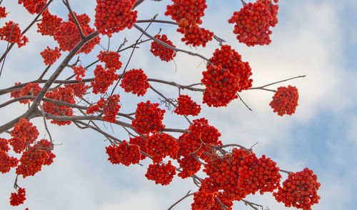 Snow-covered red mountain ash against the winter sky, a copy of space.