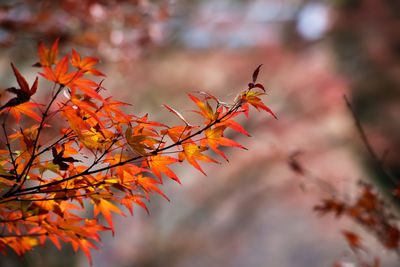 Close-up of maple tree during autumn