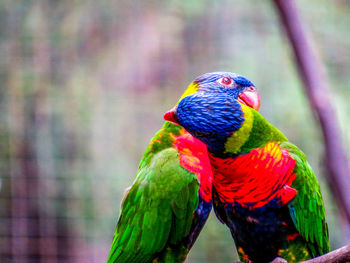 Close-up of parrot