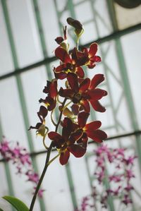 Close-up of flowers