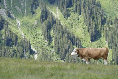 Side view of cow on field