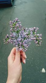Cropped hand holding purple lilac buds on street