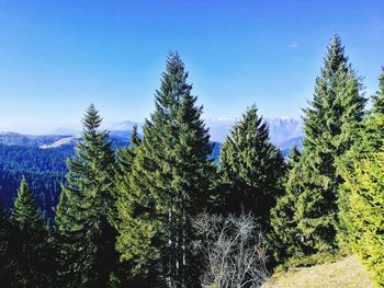 Pine trees in forest against clear blue sky