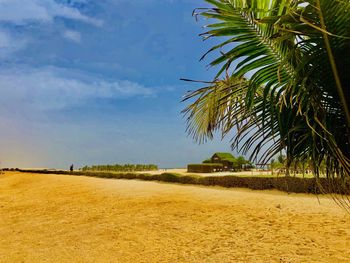 Scenic view of palm trees on landscape against sky