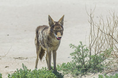 Portrait of a dog on beach