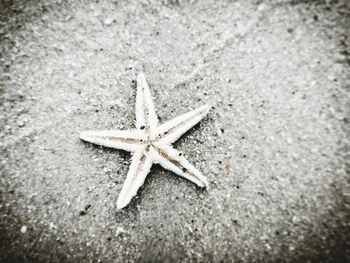 Close-up of a lizard on the beach