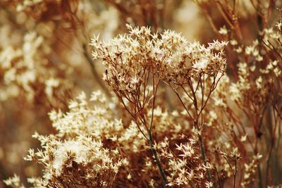 Close-up of wilted flowering plants on field