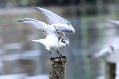 Seagull flying over wooden post