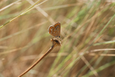 Butterfly on leaf