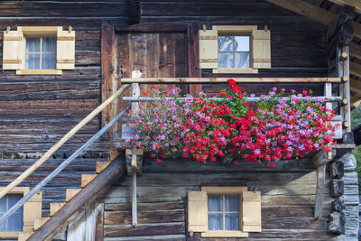 Low angle view of flowering plants by building