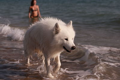 Dog at beach with woman in background