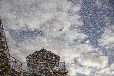 Birds flying in sky