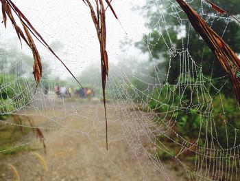 Close-up of spider on web