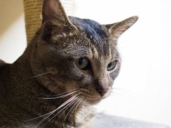 Close-up of cat looking away at home