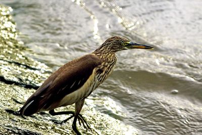 Side view of bird perching on a lake