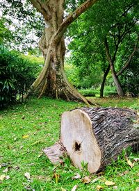 View of tree trunk in field